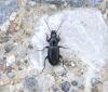 Pterostichus anthracinus